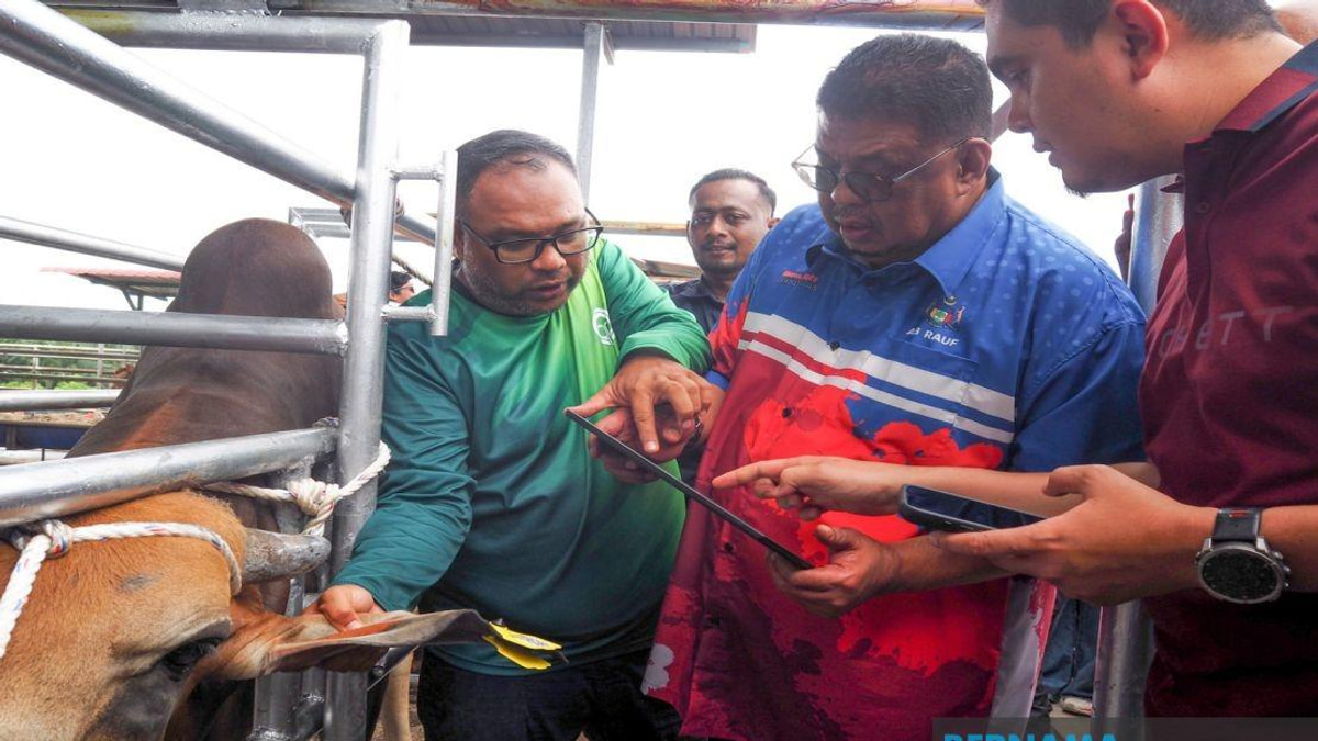 Melaka Deploys QR Tag System to Track Livestock and Tackle Stray Animal Crisis