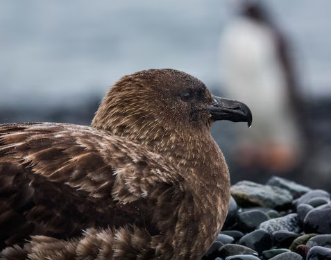 New Zealand confirms first H5N1 case as bird flu reaches all continents; endangered species vaccination begins