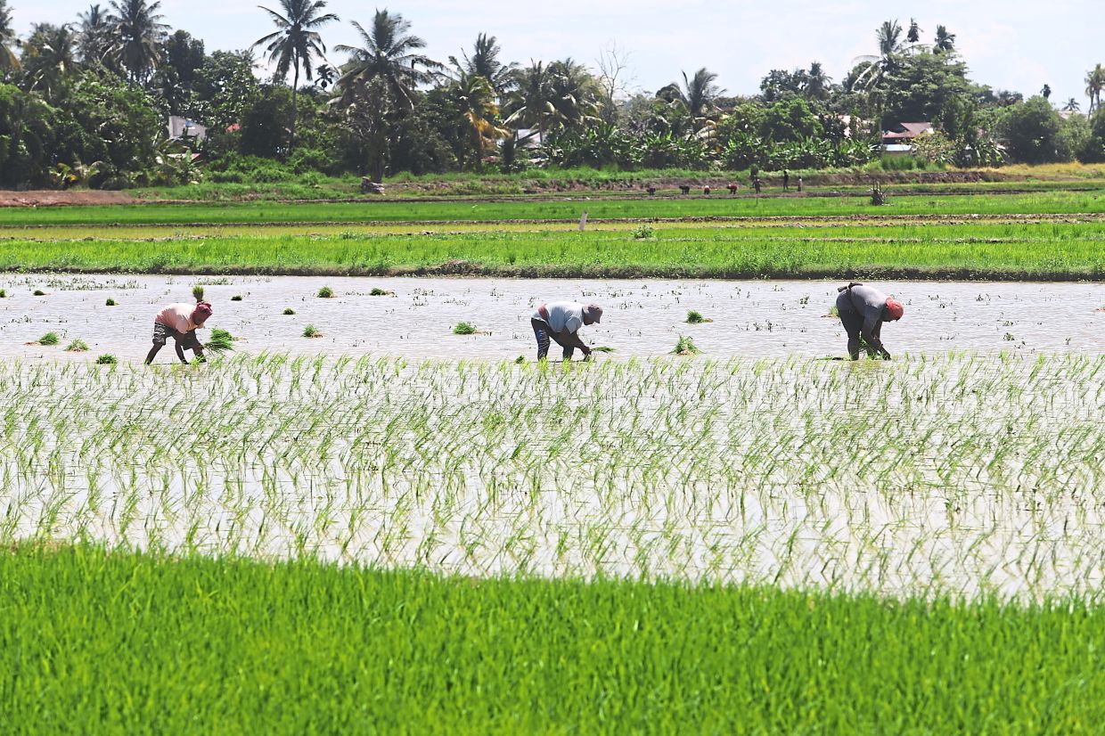 Malaysia Shields Food Prices from Middle East Turmoil Through Strategic Subsidies and Long-Term Resilience Planning