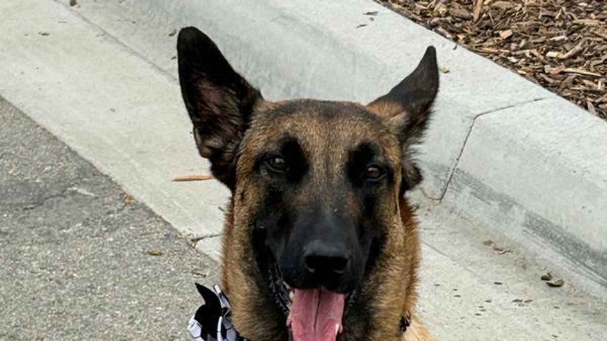 Security dogs become frontline defenders at World Cup venues across North America