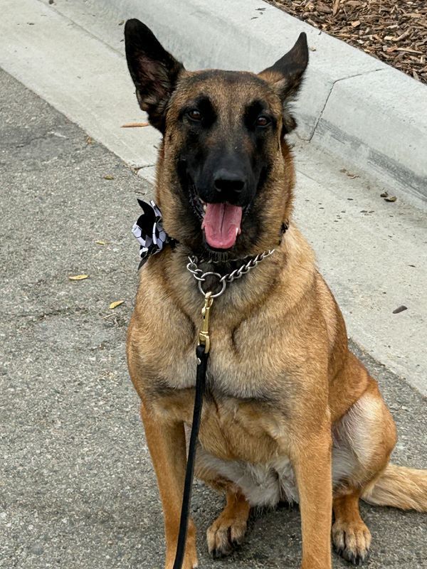 Security dogs become frontline defenders at World Cup venues across North America