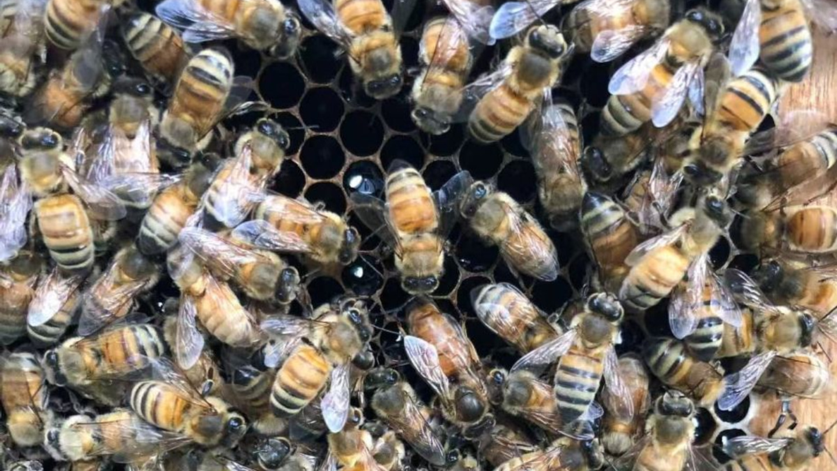 The Royal Chamber: How Honeybee Workers Engineer a Queen's Destiny