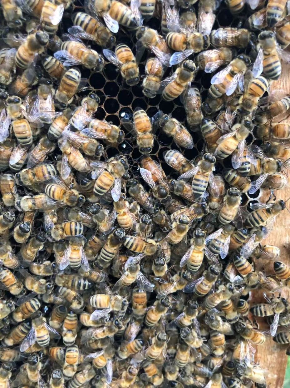 The Royal Chamber: How Honeybee Workers Engineer a Queen's Destiny