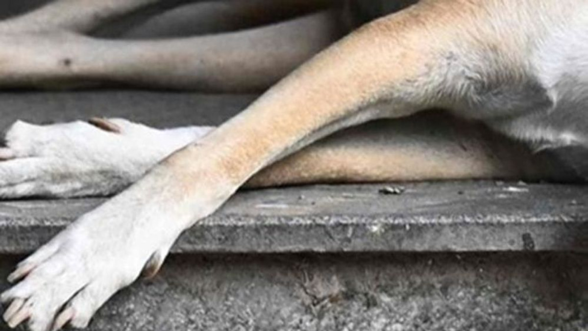 Police Interview Klang Council Officers Over Death of Stray Dog During Capture Operation