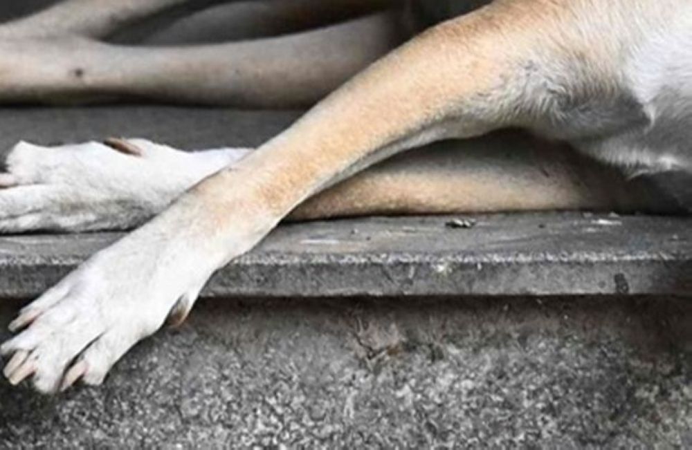 Police Interview Klang Council Officers Over Death of Stray Dog During Capture Operation