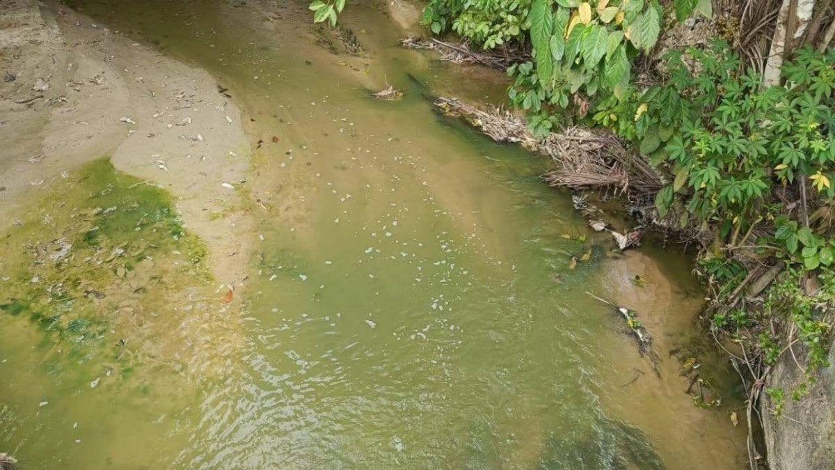 Algae Bloom Behind Pertang River's Green Waters, Not Pollution – N. Sembilan Fisheries