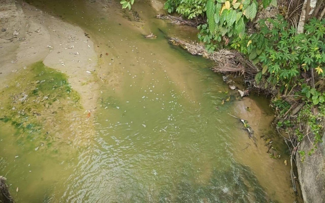 Algae Bloom Behind Pertang River's Green Waters, Not Pollution – N. Sembilan Fisheries