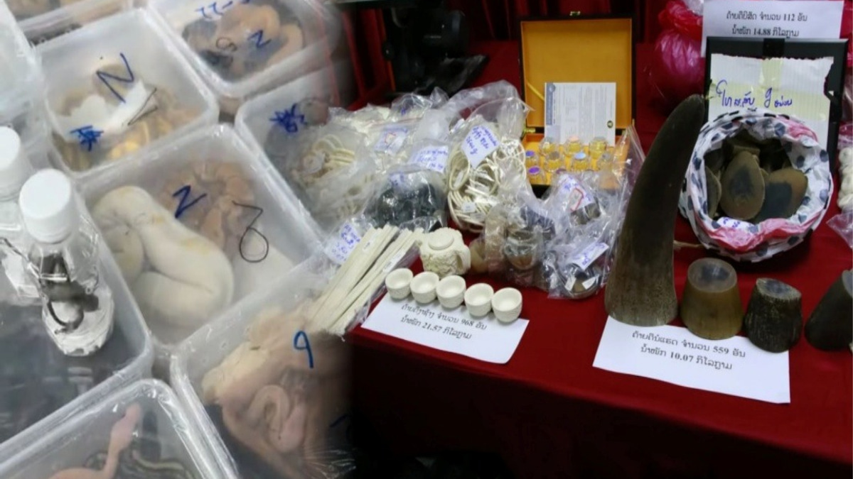 Laos Dismantles Major Wildlife Trafficking Network, Rescues Nearly 300 Animals